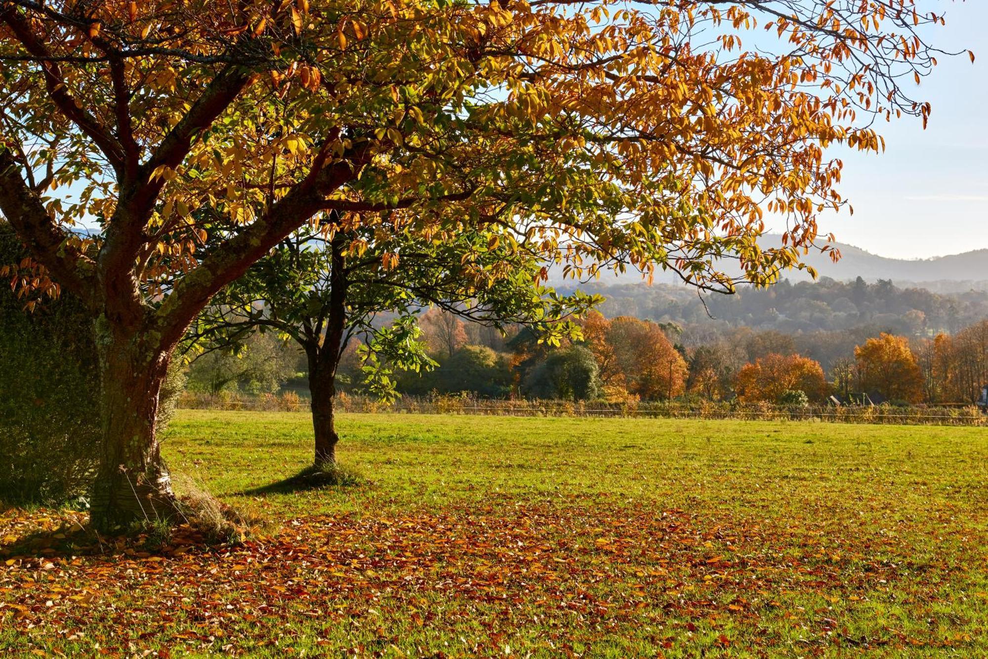 Stunning Cabin With Incredible Views Near Goodwood Rogate Eksteriør bilde